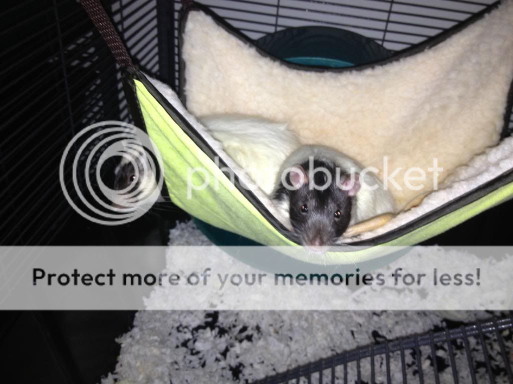 My Ratties! Pet Mice Forum