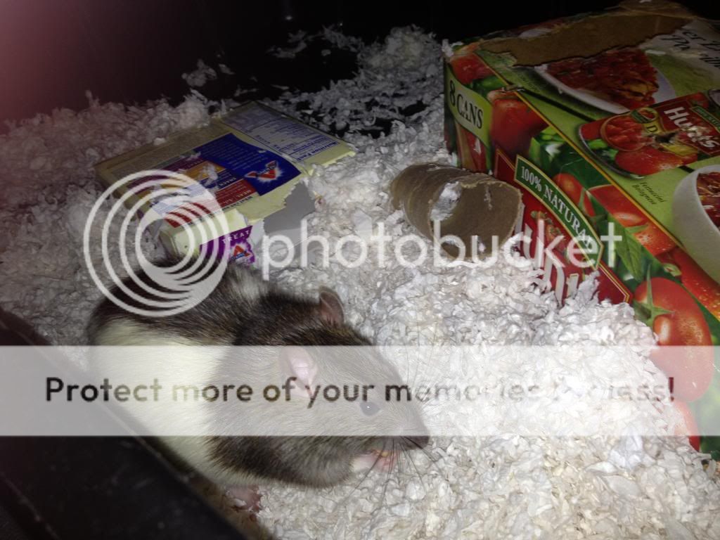 My Ratties! Pet Mice Forum