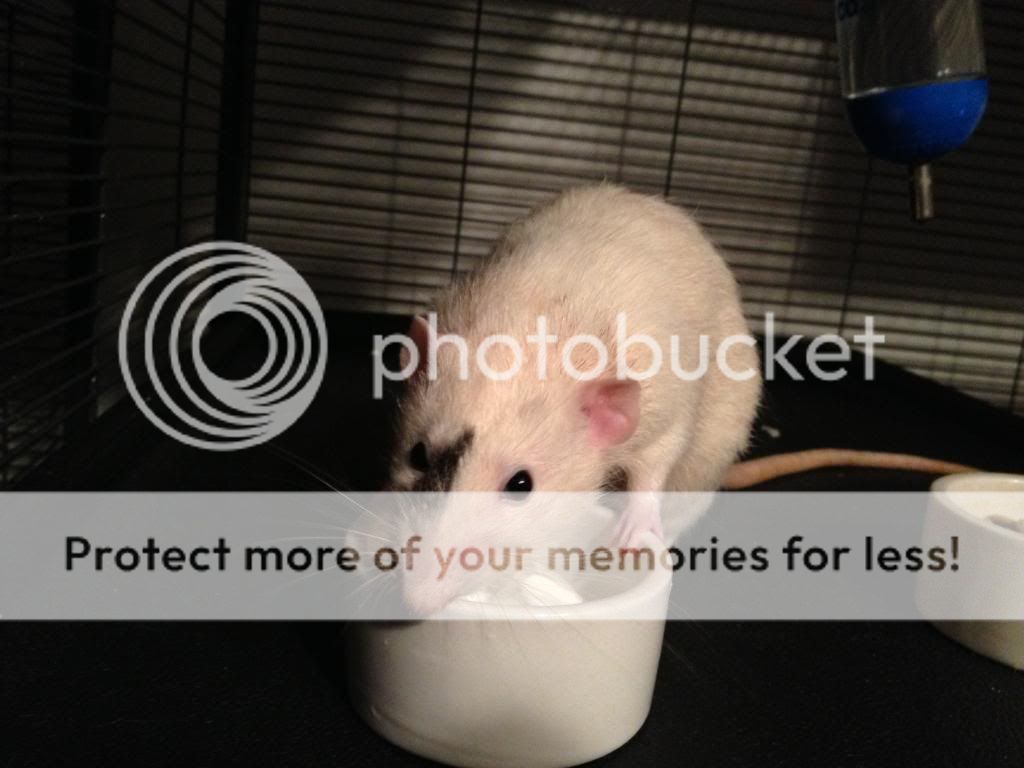 My Ratties! Pet Mice Forum