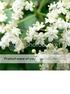 elderflower-1.jpg