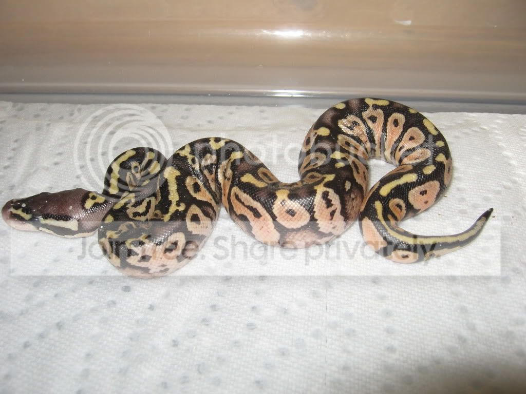 BALLPYTHONS001.jpg