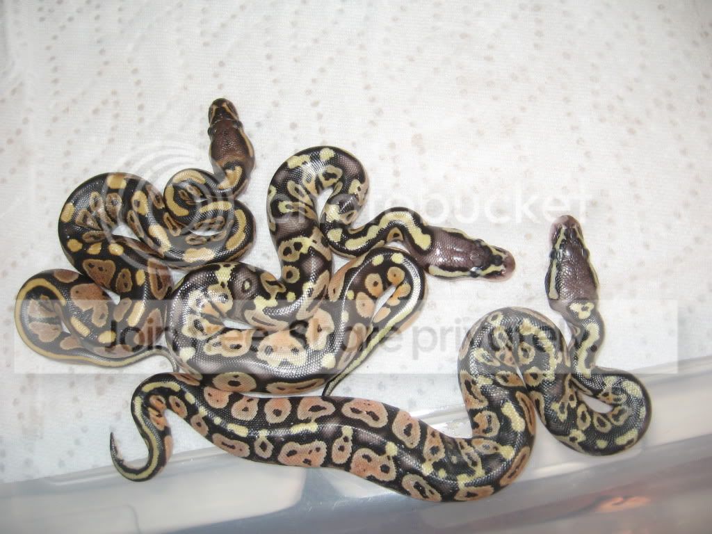 BALLPYTHONS002.jpg