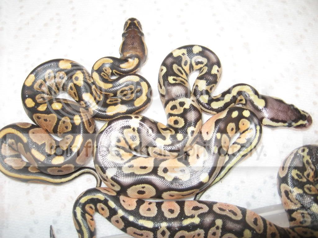 BALLPYTHONS004.jpg