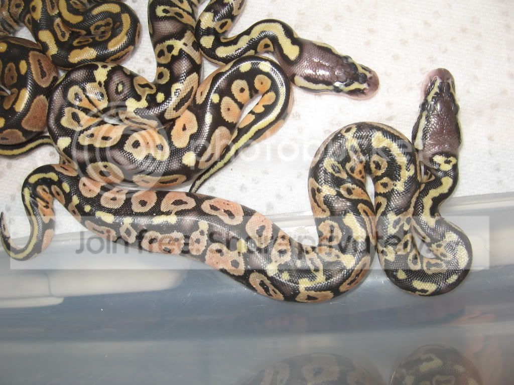 BALLPYTHONS005.jpg
