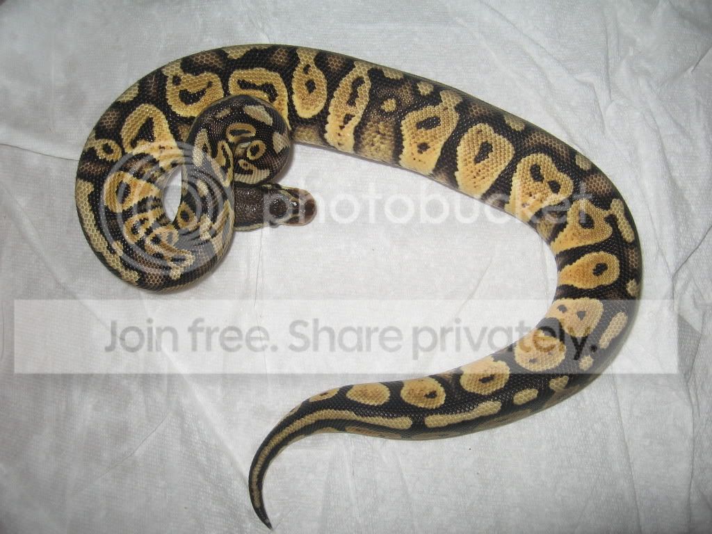 BALLPYTHONcollection006.jpg