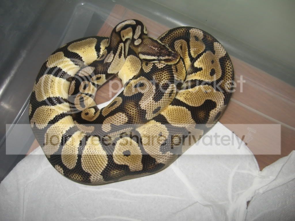 BALLPYTHONcollection007.jpg
