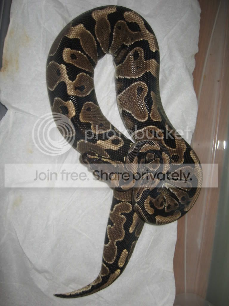 BALLPYTHONcollection008.jpg
