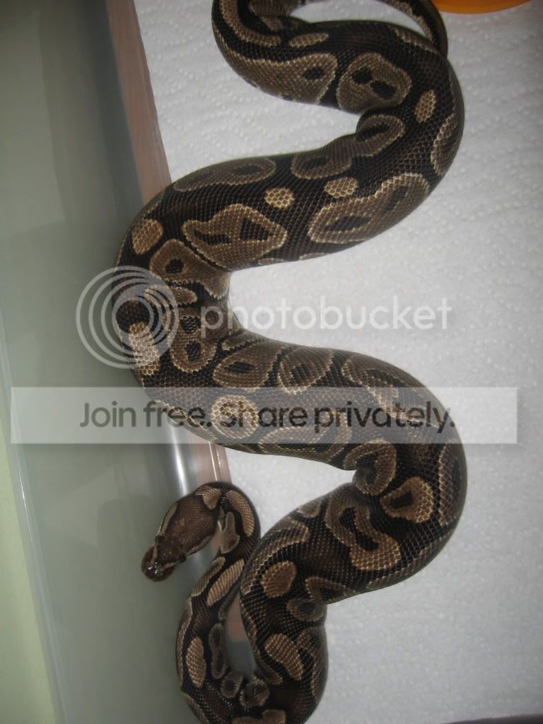 BALLPYTHONcollection009.jpg