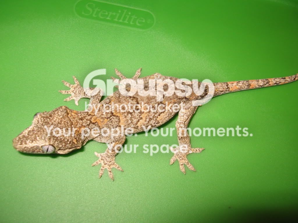 GaRgoylesHighorange004.jpg