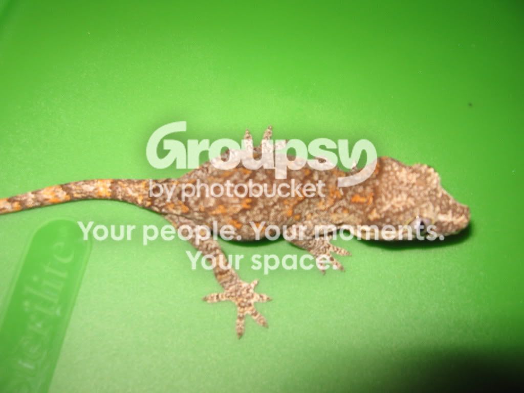 GaRgoylesHighorange006.jpg