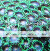 IMG 1080 - Dumbderk's zoa/paly pack