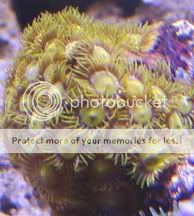 IMG 1086 - Dumbderk's zoa/paly pack