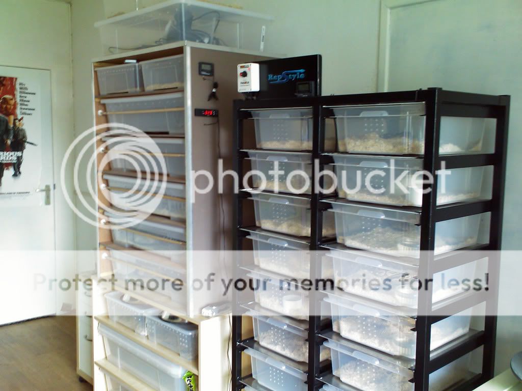 Slangenforum Toon onderwerp Mijn Racks