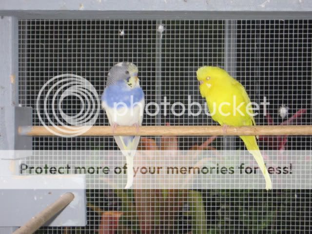 IMG_0924.jpg?t=1261462013