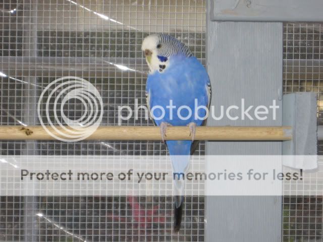 Zeena030.jpg?t=1261461376