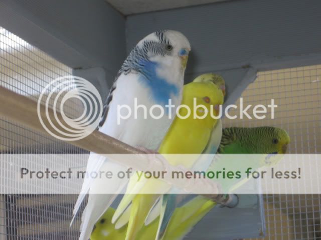 Zeena071.jpg?t=1261462130